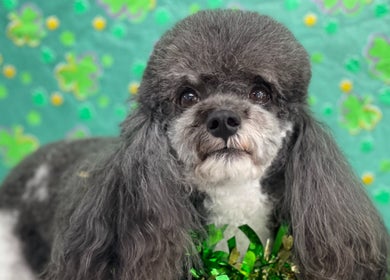 Очаровательная стрижка в Fluffy Puffy, Братиславский край, Братиславский край, SK.