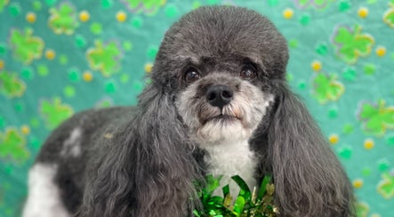 Очаровательная стрижка в Fluffy Puffy, Братиславский край, Братиславский край, SK.