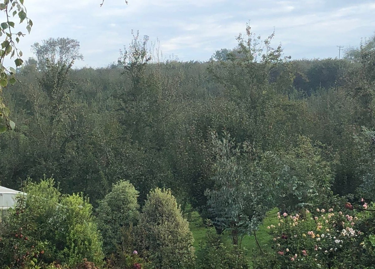 Lush garden view at Serenity Massage in Grampound, England, GB, highlighting its tranquil natural setting.