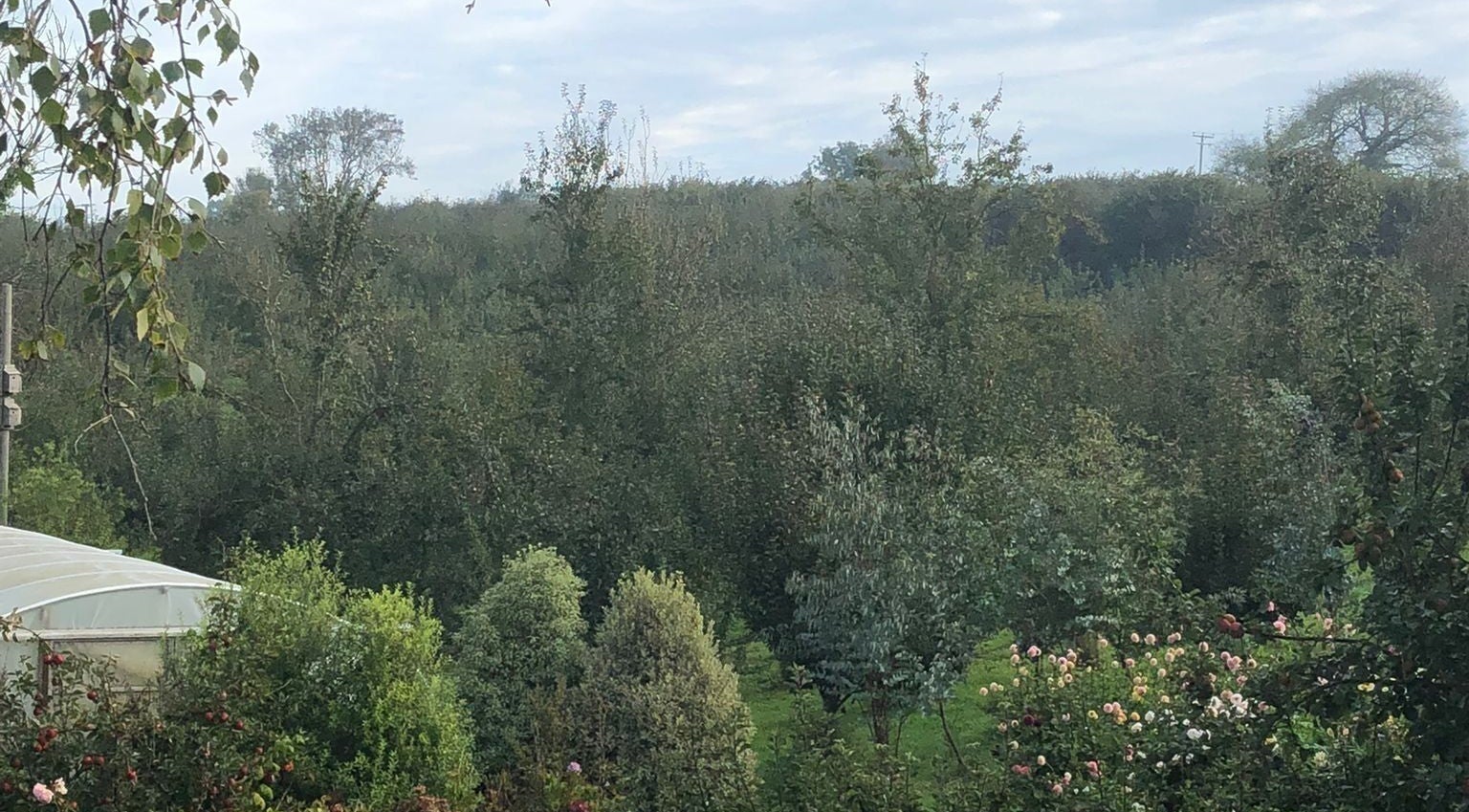 Lush garden view at Serenity Massage in Grampound, England, GB, highlighting its tranquil natural setting.