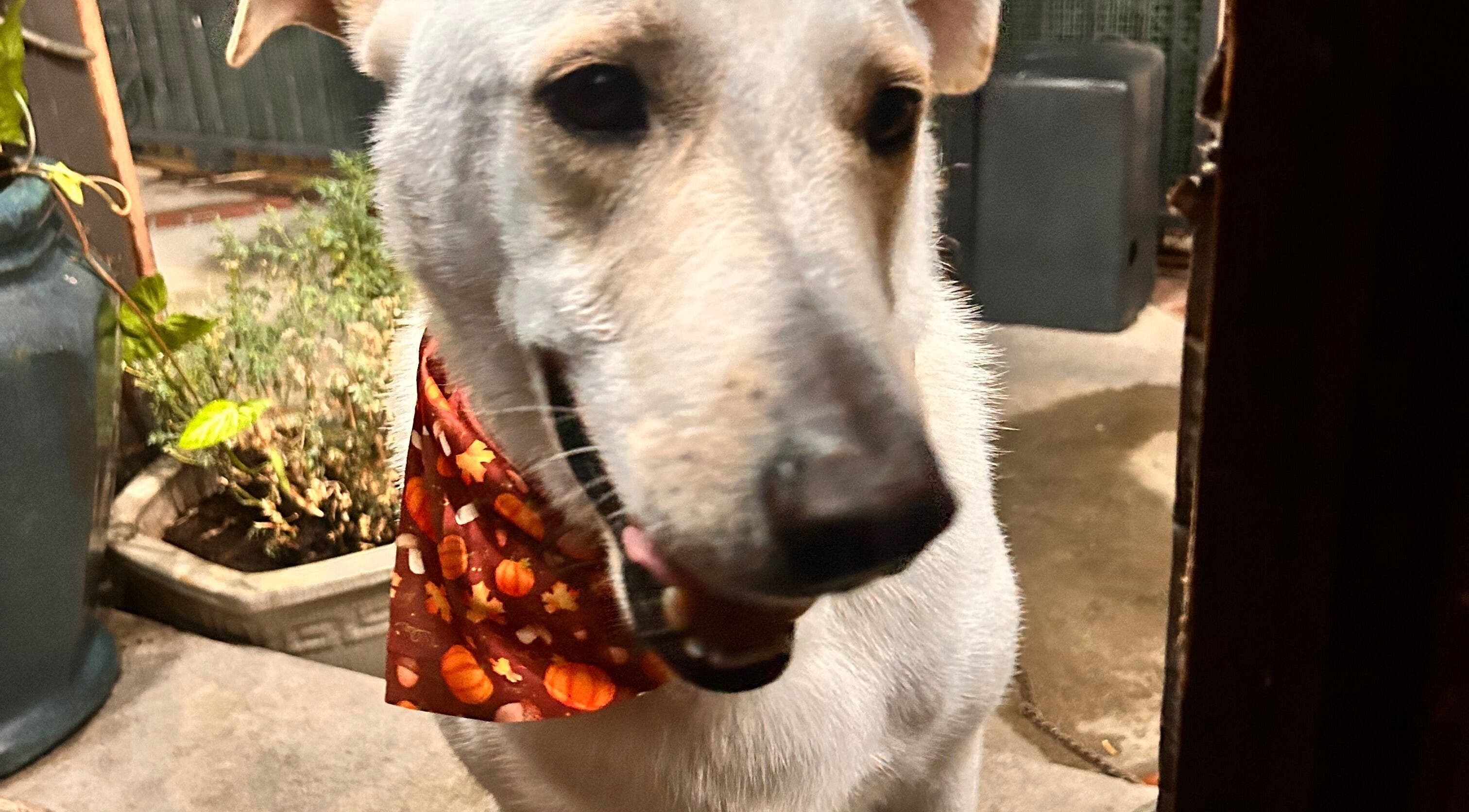 Happy dog with festive bandana at Scruffy Bubbles Mobile Grooming in South Gate, California, US.