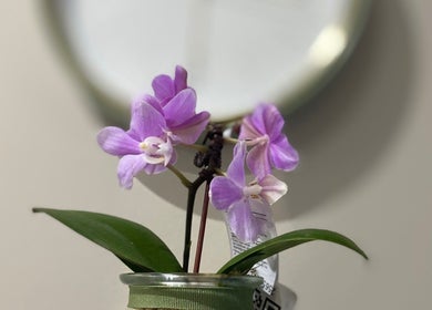 Purple orchids in a vase at Lemaître, Sandton, Gauteng, ZA, add elegance to the serene venue atmosphere.