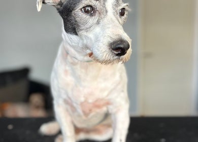 Groomed dog sitting at Fluffandtuff, Welling, England, GB, showcasing professional pet grooming.