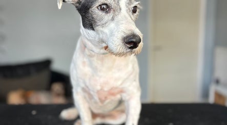 Groomed dog sitting at Fluffandtuff, Welling, England, GB, showcasing professional pet grooming.