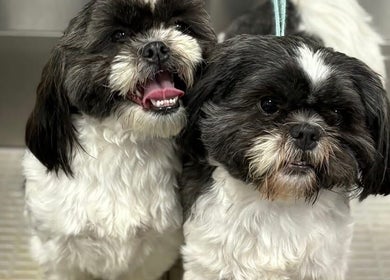Two freshly groomed Shih Tzus at Fluffandtuff, Welling, England, GB, showcasing expert pet grooming services.