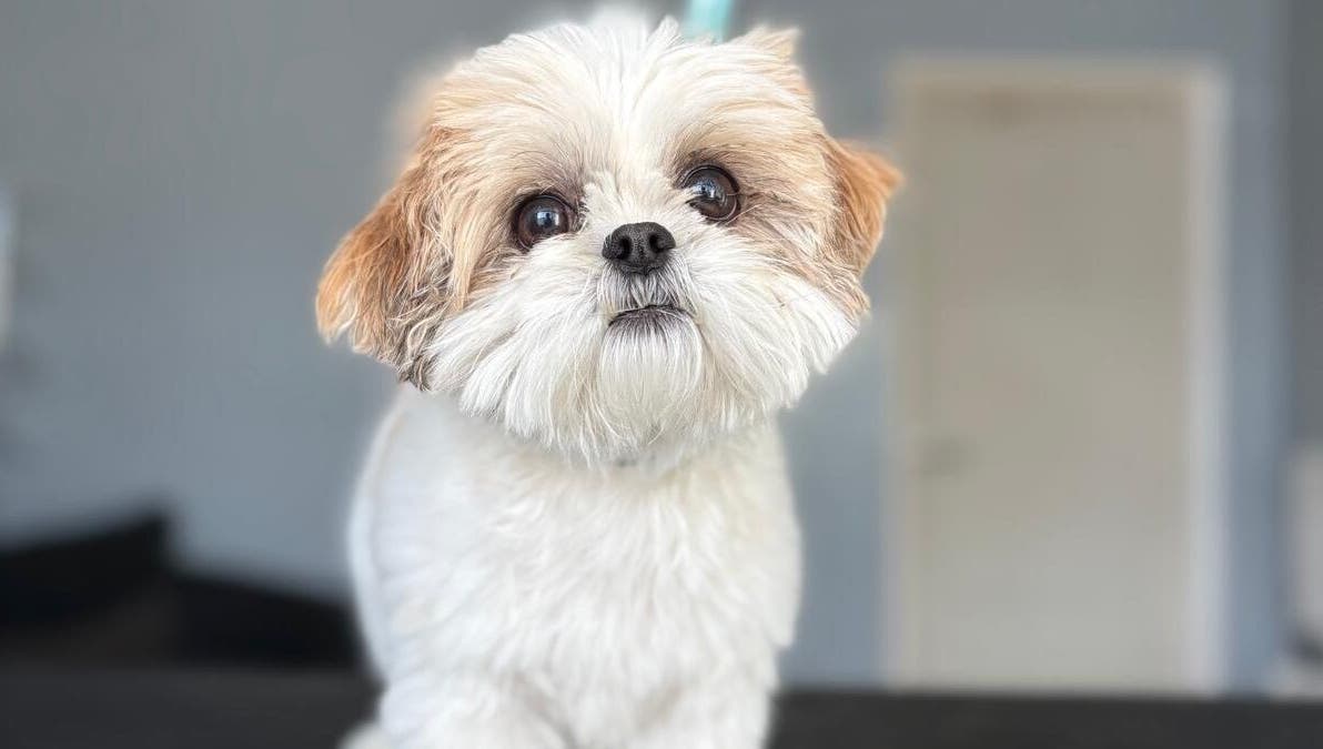 Cute fluffy dog at Fluffandtuff, Welling, England, GB, posing indoors with a charming expression.