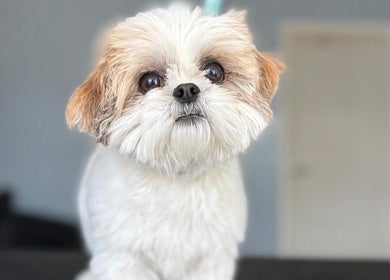 Cute fluffy dog at Fluffandtuff, Welling, England, GB, posing indoors with a charming expression.