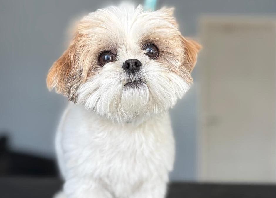 Cute fluffy dog at Fluffandtuff, Welling, England, GB, posing indoors with a charming expression.