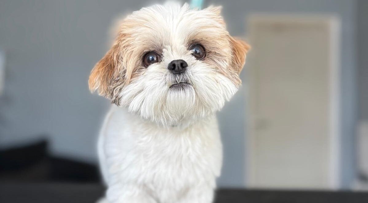 Cute fluffy dog at Fluffandtuff, Welling, England, GB, posing indoors with a charming expression.
