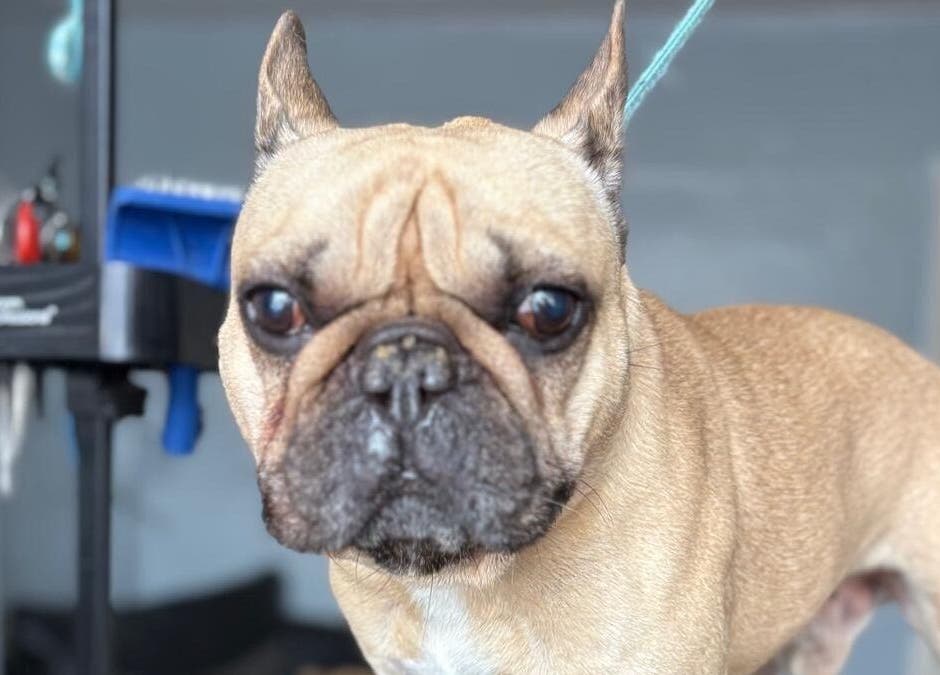Close-up of a groomed tan dog at Fluffandtuff, Welling, England, GB, showcasing pet care services.