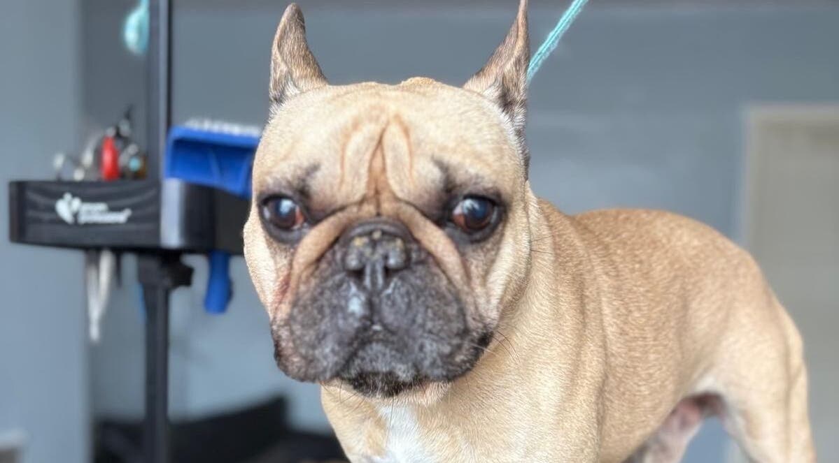 Close-up of a groomed tan dog at Fluffandtuff, Welling, England, GB, showcasing pet care services.