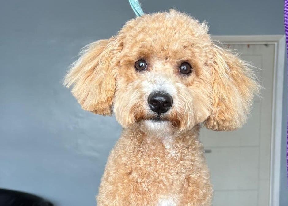Adorable fluffy dog at Fluffandtuff pet grooming in Welling, England, GB.