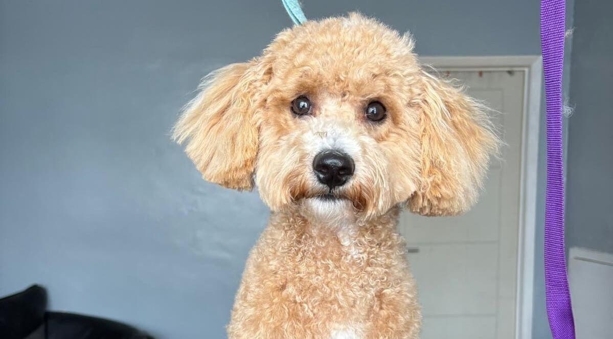 Adorable fluffy dog at Fluffandtuff pet grooming in Welling, England, GB.