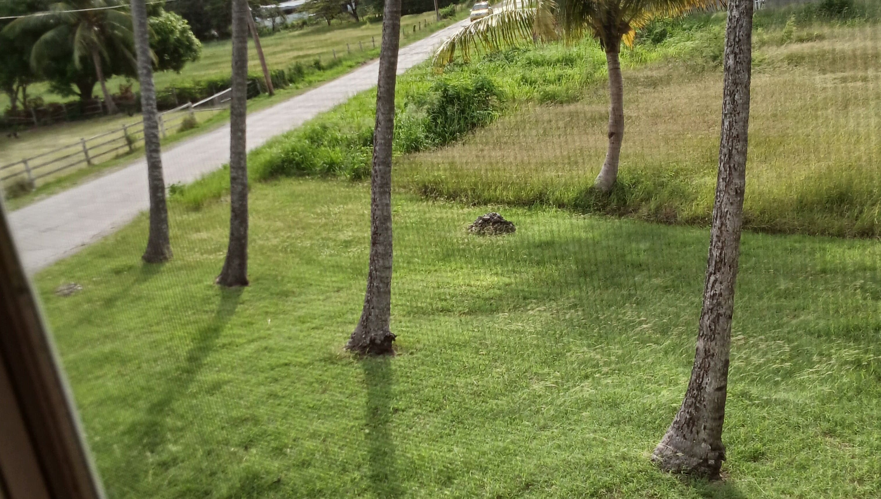 Scenic view of palm trees at La bar á beauté par ke, Oistins, Christ Church, BB.