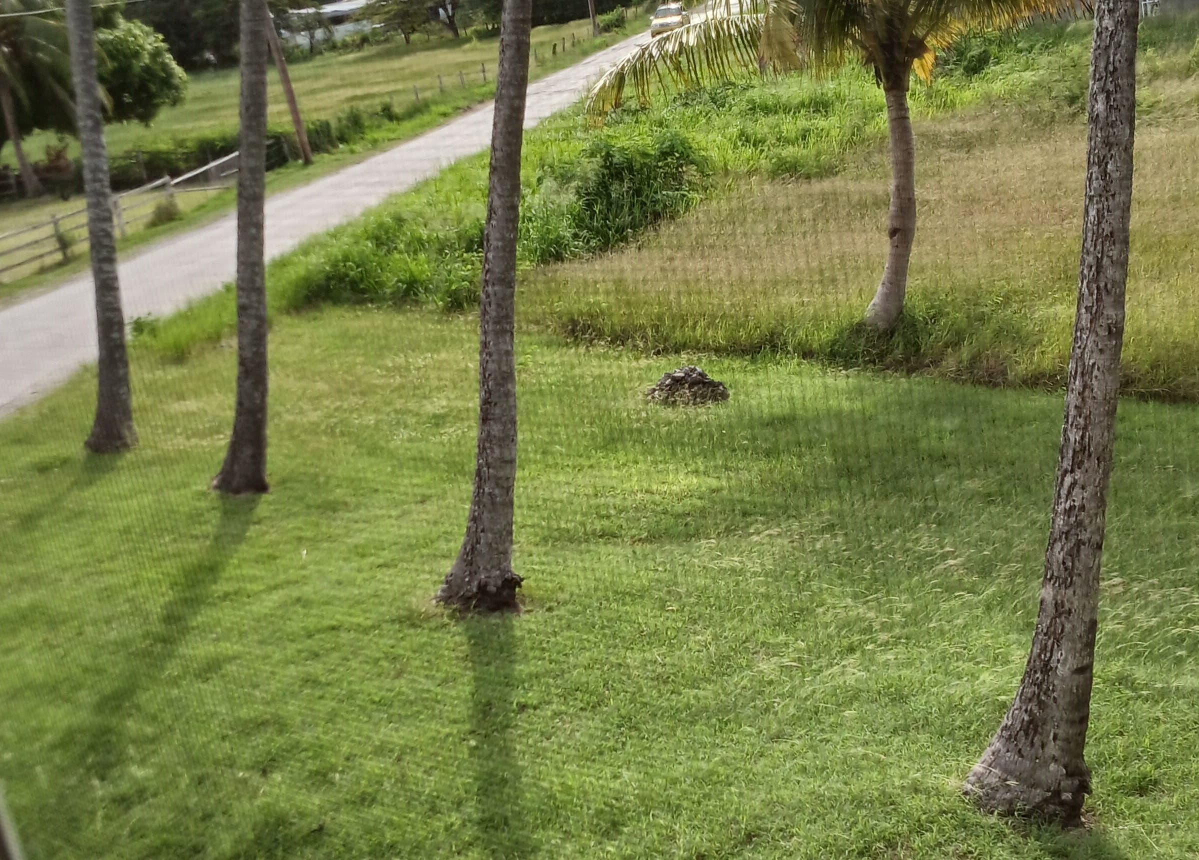 Palm-lined lawn near La bar á beauté par ke, Oistins, Christ Church, BB, offers a tranquil ambiance.