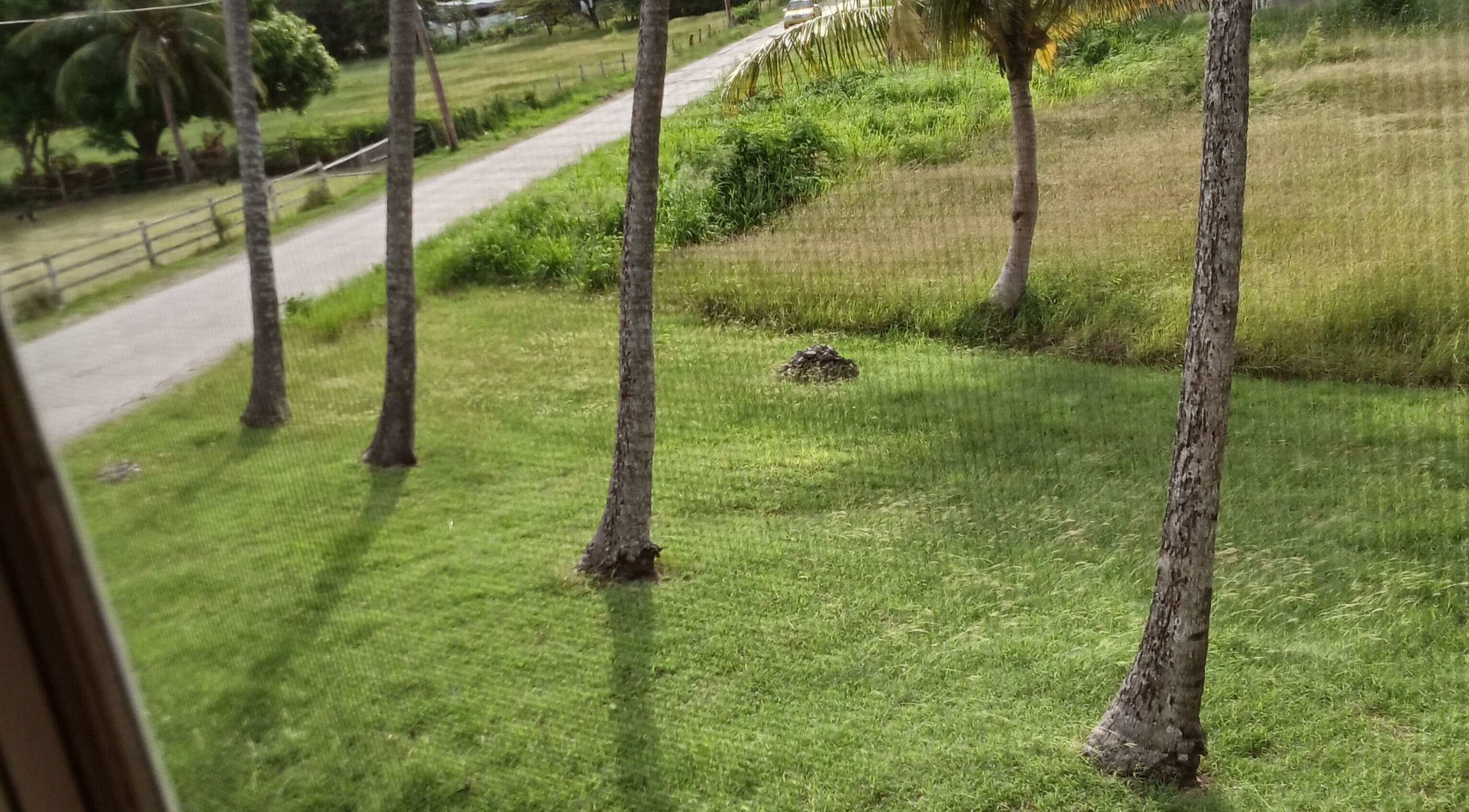 Palm-lined lawn near La bar á beauté par ke, Oistins, Christ Church, BB, offers a tranquil ambiance.