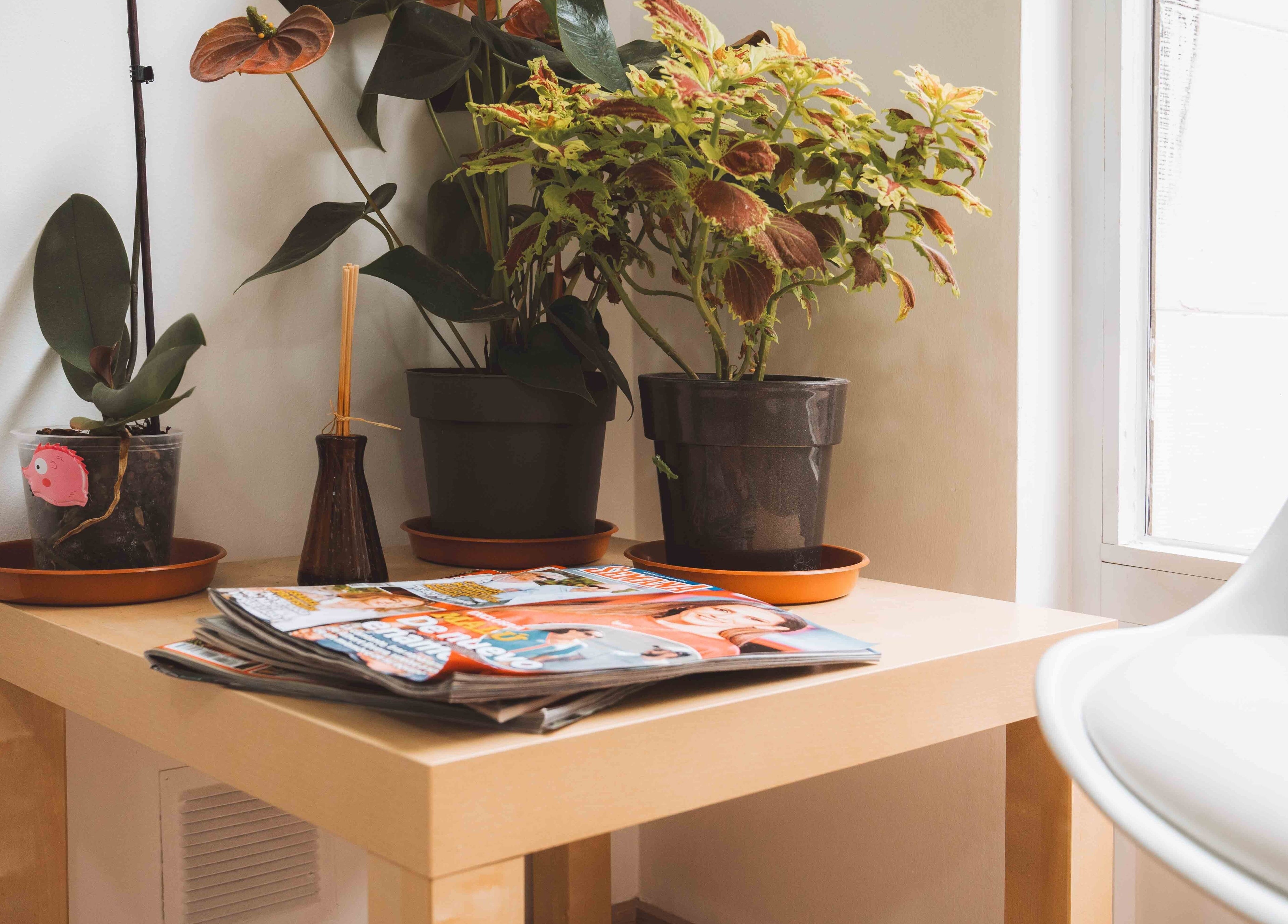 Espacio acogedor con plantas y revistas en M'AS PELUQUEROS, Madrid, Comunidad De Madrid, ES.