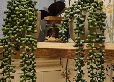 Lush green succulents adorn a shelf at Thai Wellbeing Massage, Maidstone, England, GB, enhancing tranquility.
