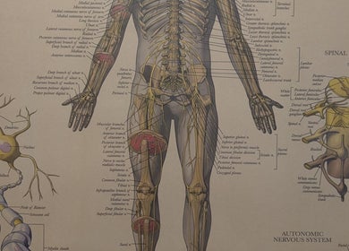 Detailed human anatomy illustration at VVV in Nottingham, GB, showcasing nerve and spinal structures.
