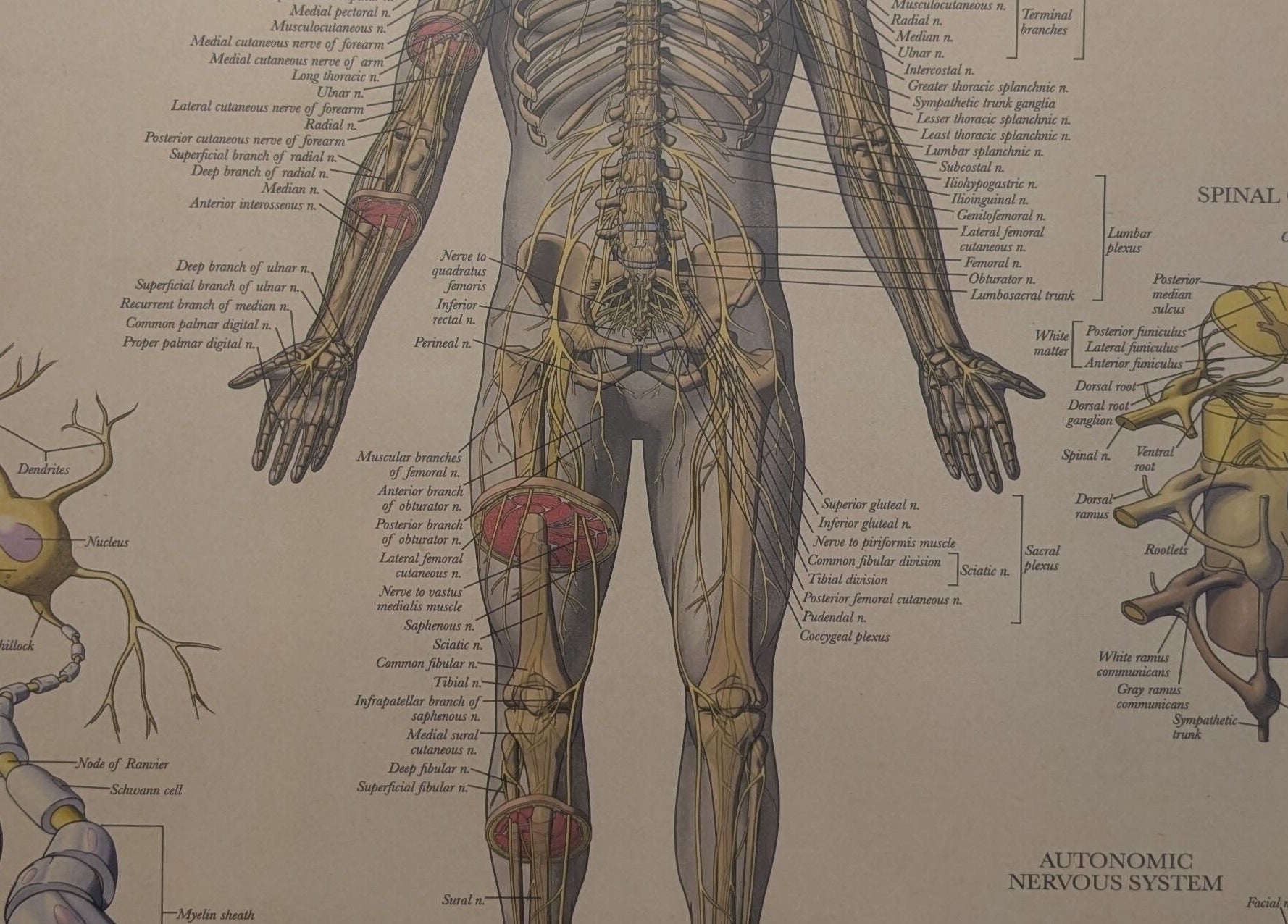 Detailed human anatomy illustration at VVV in Nottingham, GB, showcasing nerve and spinal structures.