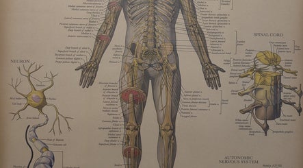 Detailed human anatomy illustration at VVV in Nottingham, GB, showcasing nerve and spinal structures.