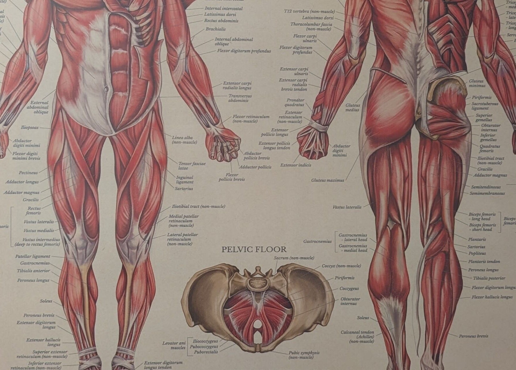 Detailed muscle anatomy chart at VVV, Nottingham, GB, showcasing thorough musculature illustrations.