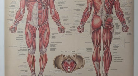 Detailed muscle anatomy chart at VVV, Nottingham, GB, showcasing thorough musculature illustrations.