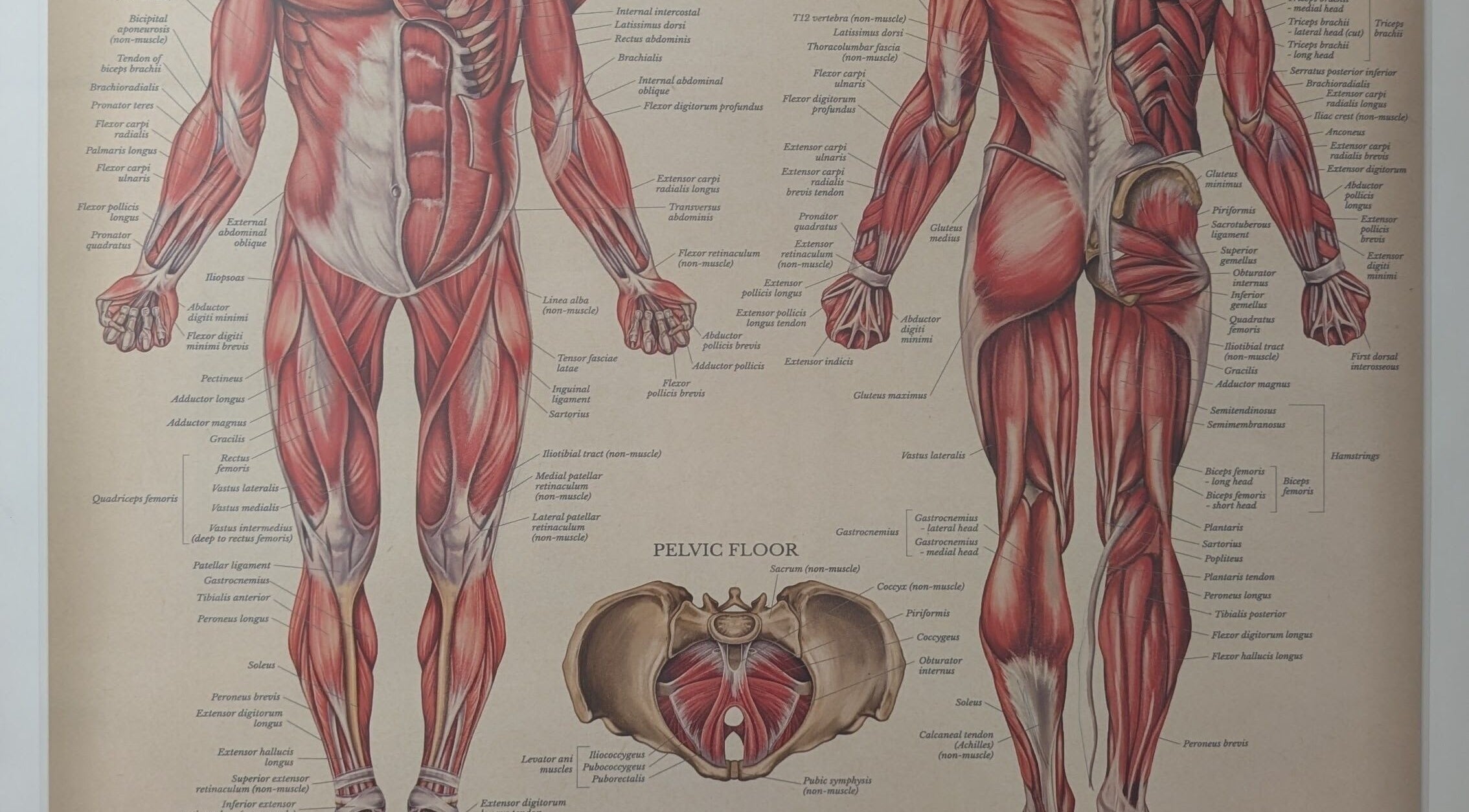 Detailed muscle anatomy chart at VVV, Nottingham, GB, showcasing thorough musculature illustrations.