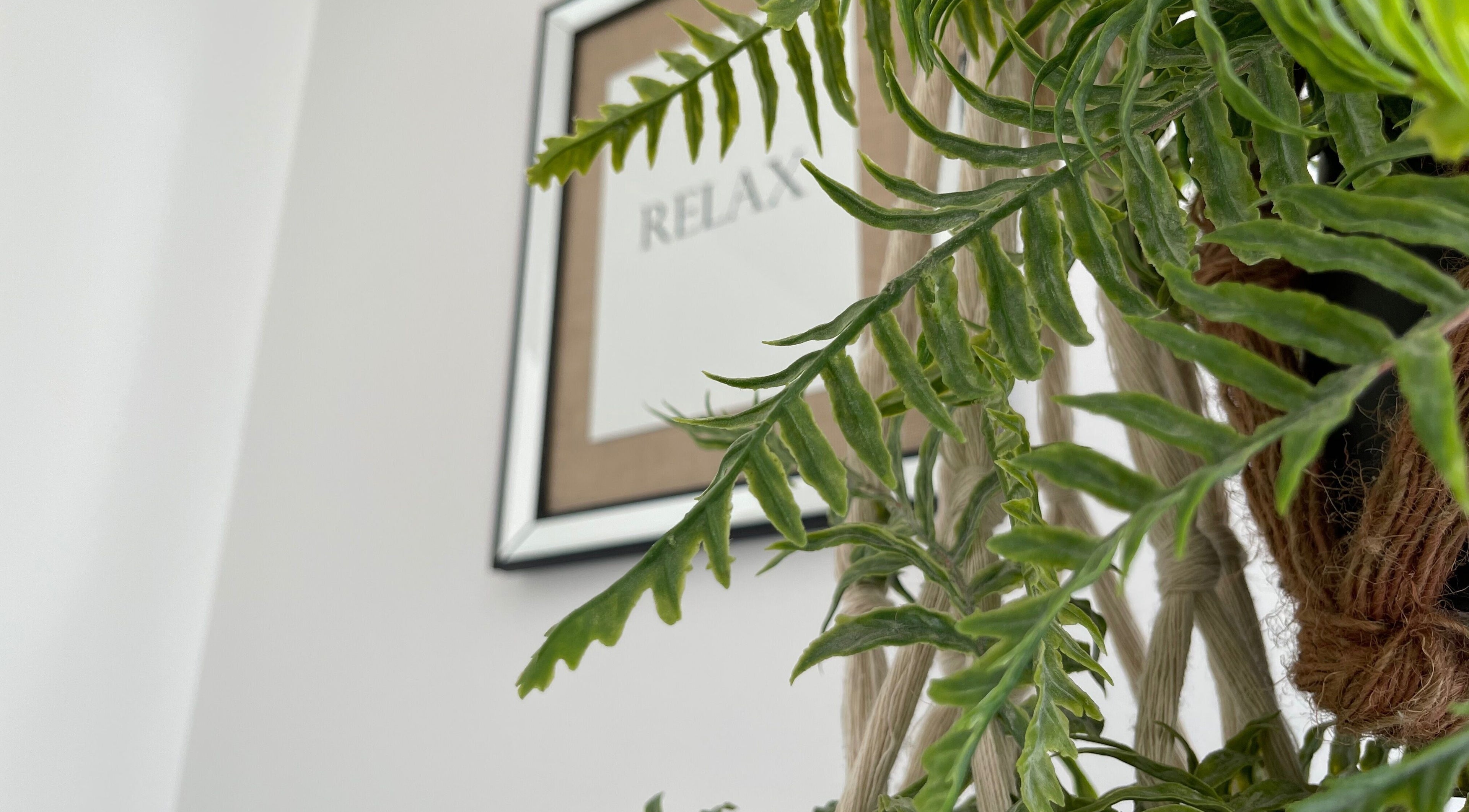 Plante verte et cadre relax à Sousha Beauty, Ducos, Martinique, MQ.