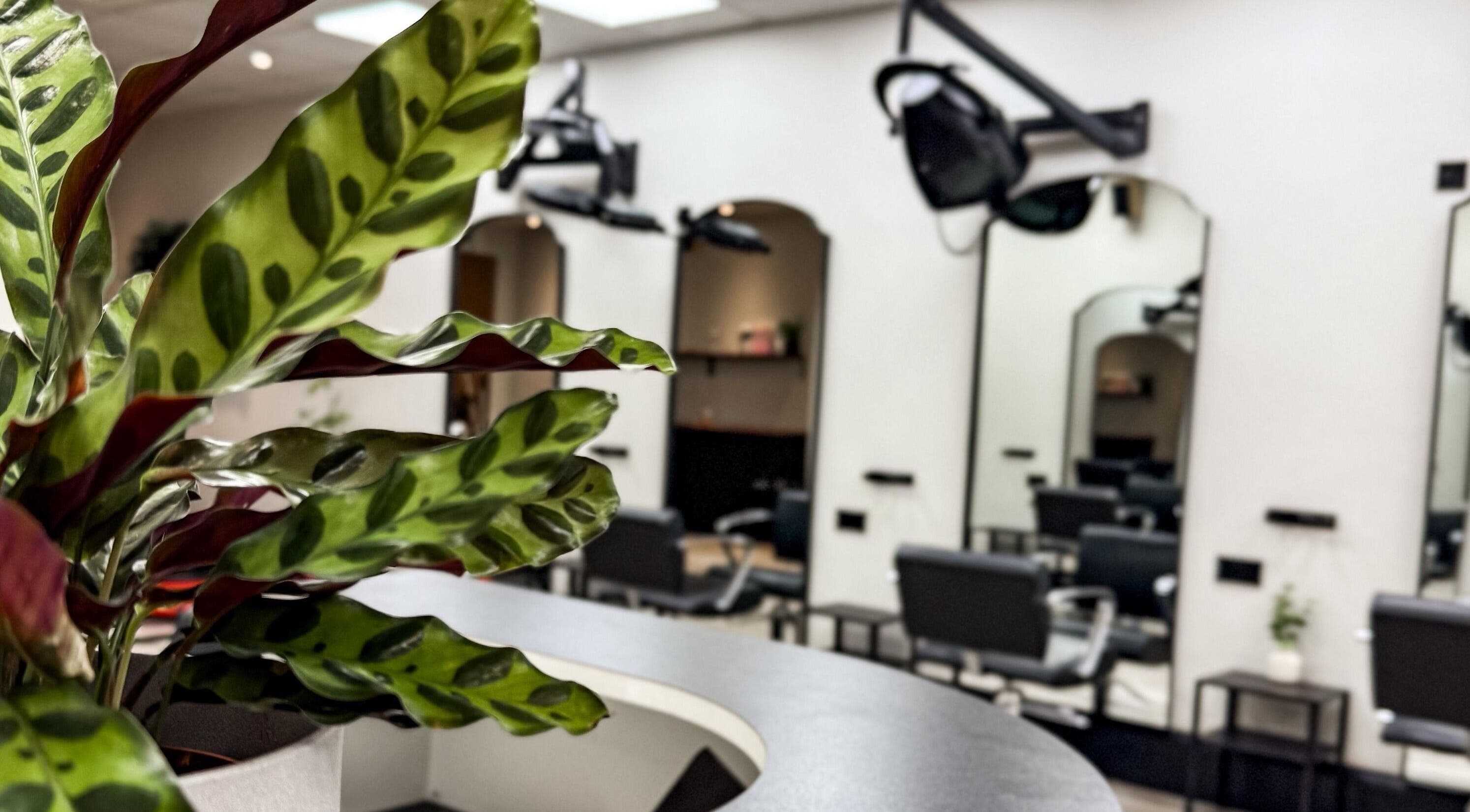 Modern interior of LJ Hairdressing in Cowplain, England with plant and styling chairs.