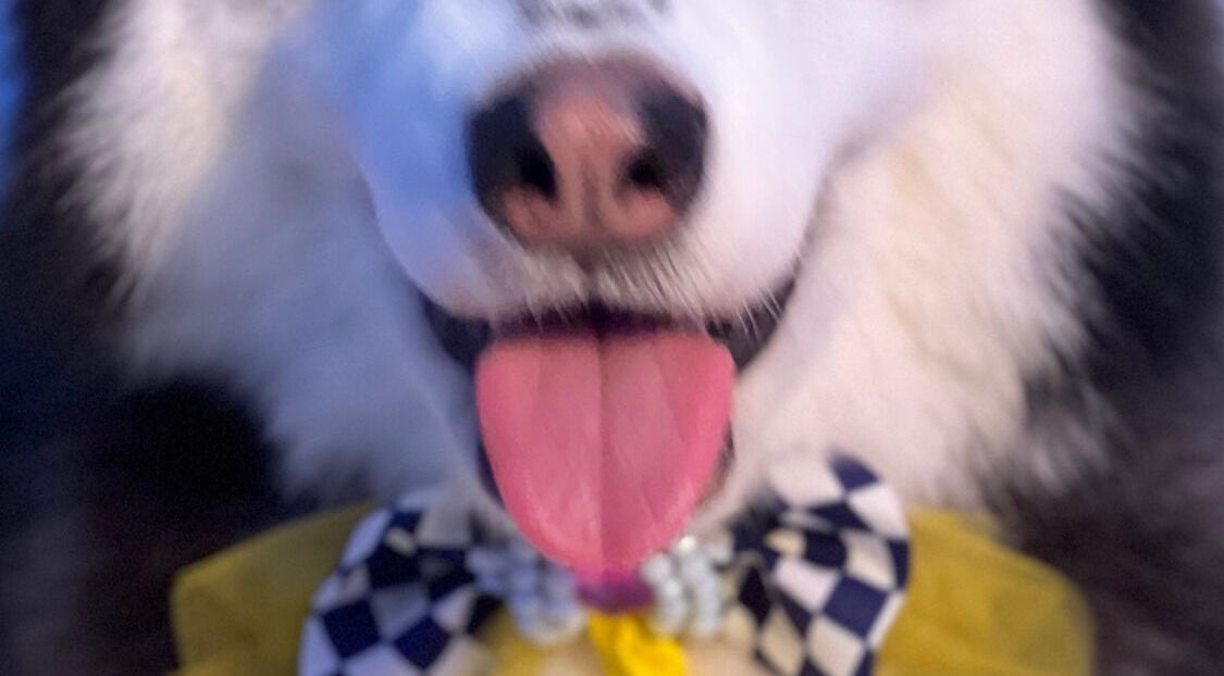Close-up of a happy dog with a checkered bowtie at Barberdoggdl, Zapopan, Zapopan, MX.