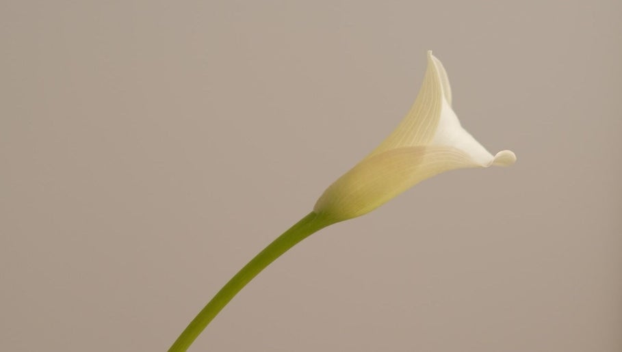 Graceful white calla lily at Alma Aesthetics, Brighton And Hove, England, GB.