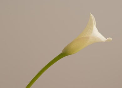 Graceful white calla lily at Alma Aesthetics, Brighton And Hove, England, GB.
