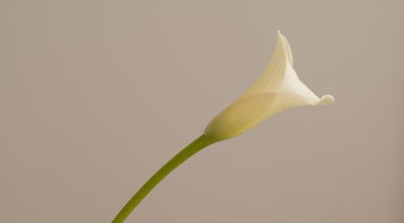 Graceful white calla lily at Alma Aesthetics, Brighton And Hove, England, GB.