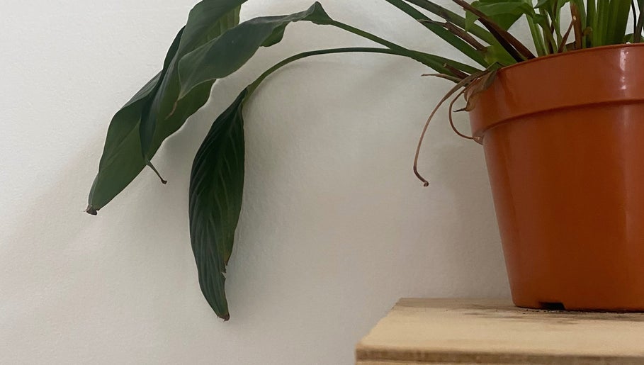 Vaso de planta em Oifran, São Paulo, São Paulo, BR, destacando o ambiente natural.