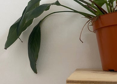 Vaso de planta em Oifran, São Paulo, São Paulo, BR, destacando o ambiente natural.