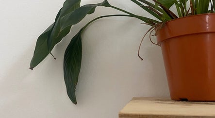 Vaso de planta em Oifran, São Paulo, São Paulo, BR, destacando o ambiente natural.