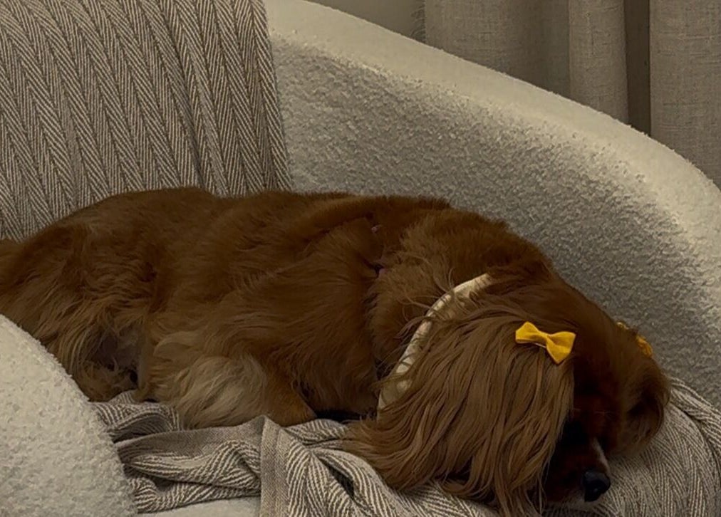 Mascota relajada en sillón de AMAR Nails Studio, Miami, Florida, US.