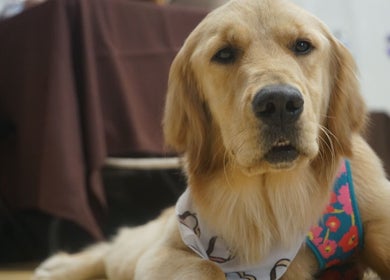 Golden retriever with a colorful bandana at Vibes photo, Jacksonville, Florida, US.