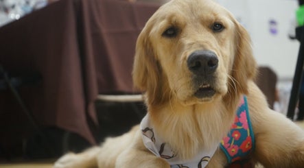 Golden retriever with a colorful bandana at Vibes photo, Jacksonville, Florida, US.