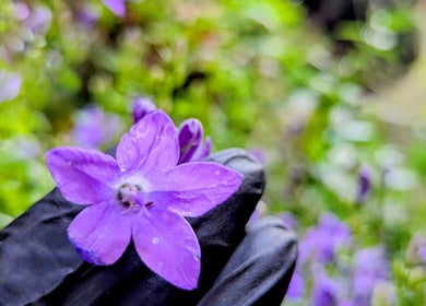 Vibrant purple flower held in a gloved hand at Garden Nail Haven, Chester, England, GB.