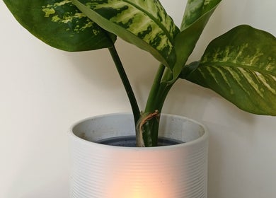 Peaceful plant decor at MaxRelax Massage Therapy, London, England, GB enhancing calm atmosphere.