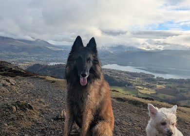Dogs enjoying a scenic walk near Wren Wild Walkies in Galashiels, Scotland, GB with expansive landscape views.
