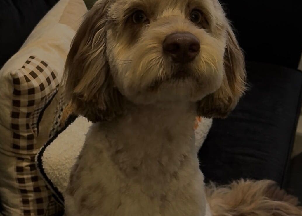 A well-groomed dog on a couch at Teddy’s Tailored Trims in Penrith, England, GB.