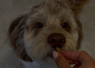 A cute dog enjoying a treat at Teddy’s Tailored Trims, Penrith, England, GB.