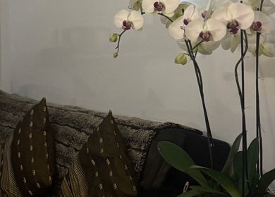 Elegant orchids by cozy sofa at ElE Thai Massage, Victoria, AU, blending comfort and tranquility.