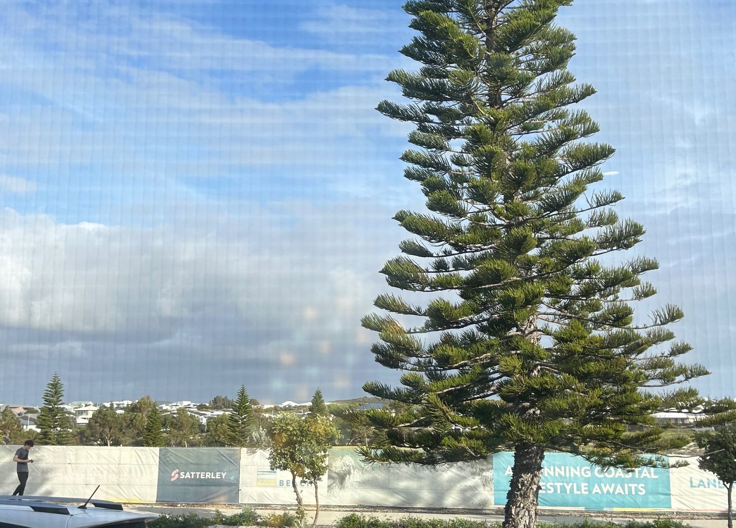 Picturesque view near Beauty By Iona, Jindalee, WA with towering pine and cloudy skies.