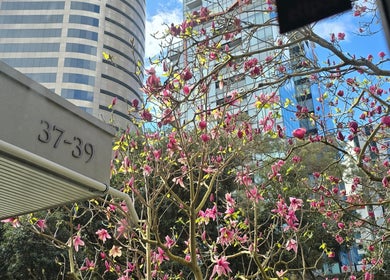 明亮的粉色花树在阿克兰市中心增添了自然美，靠近AiRelax Spa，位于阿克兰，阿克兰，新西兰。