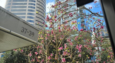 明亮的粉色花树在阿克兰市中心增添了自然美，靠近AiRelax Spa，位于阿克兰，阿克兰，新西兰。