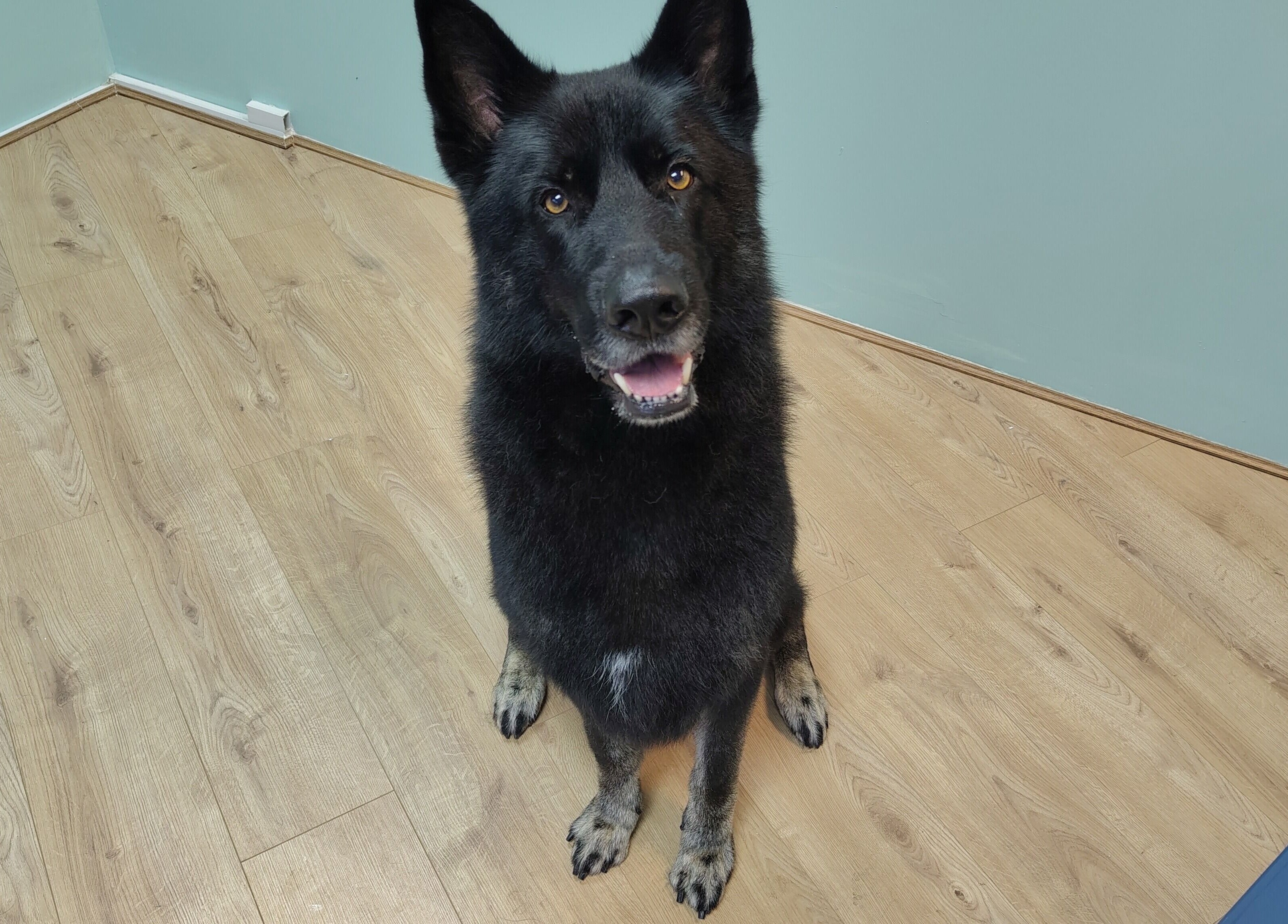 Happy dog on Shampooched's wooden floor in Croydon, England, GB.